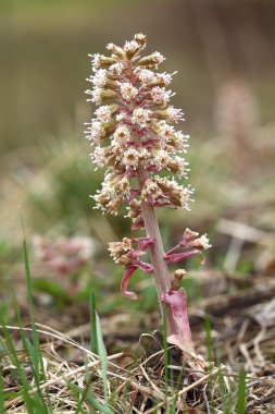 Petasites albus