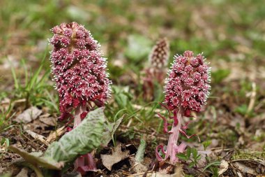 Petasites hybridus