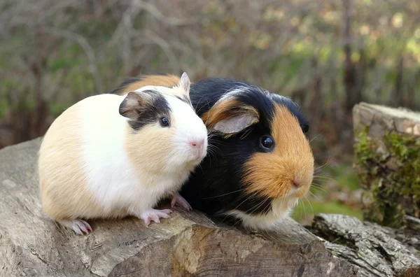 Guinea pigs — Stock Photo, Image