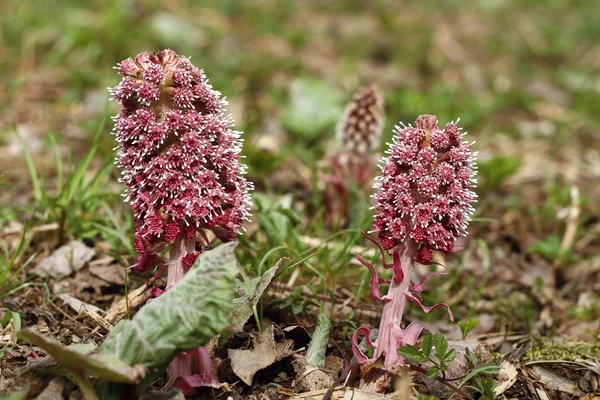 Petasitas hybridus — Fotografia de Stock