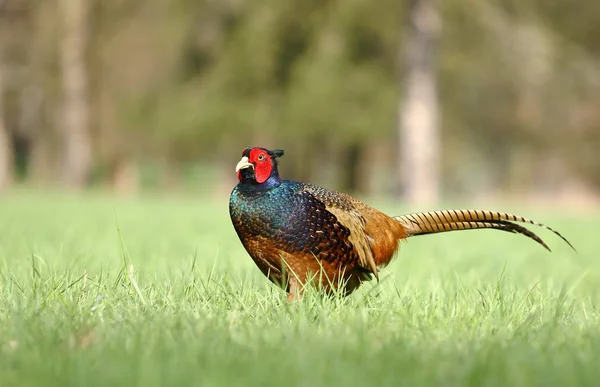 Dark pheasant — Stock Photo, Image