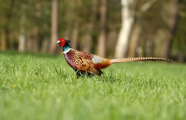 Kuyruklu sülün — Stok fotoğraf