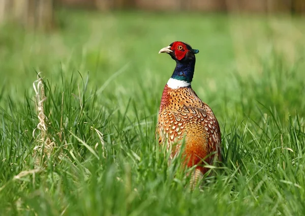 Brokiga fasan — Stockfoto