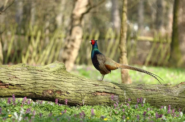 Темний фазан на стеблі — стокове фото