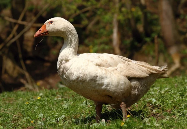 Schmutzige Gans — Stockfoto