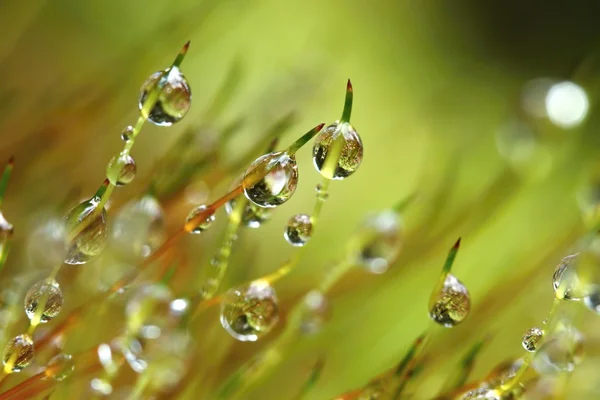 Natte moss detail — Stockfoto