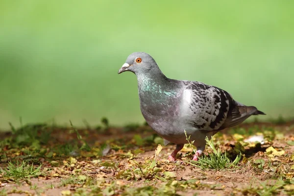 Güzel güvercin — Stok fotoğraf