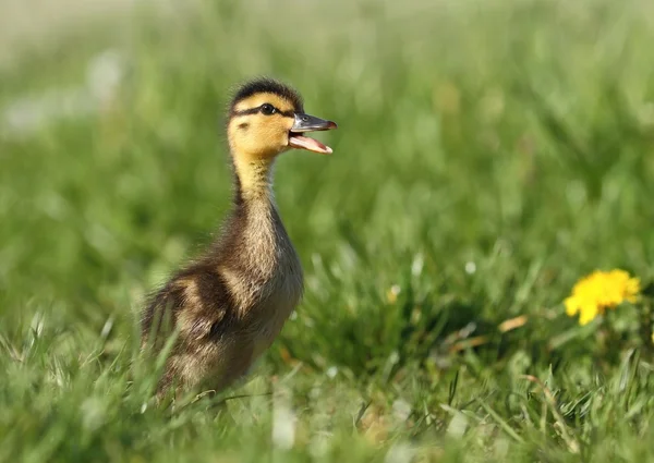 Pato-da-primavera — Fotografia de Stock