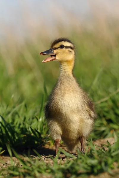 Canard qui appelle — Photo