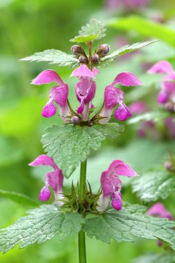 Lamium maculatum