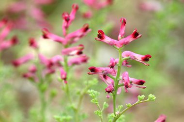 Fumaria officinalis