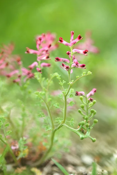 Fumaria officinalis — Stock fotografie