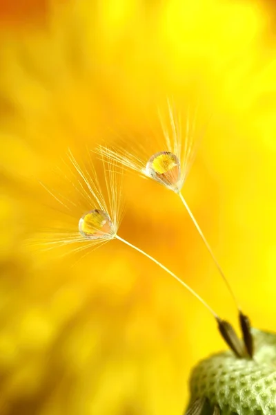 Wet dandelion — Stock Photo, Image