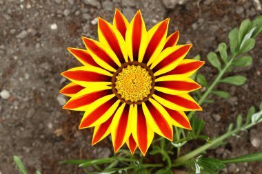 Çizgili gazania