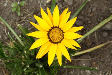 Sarı gazania