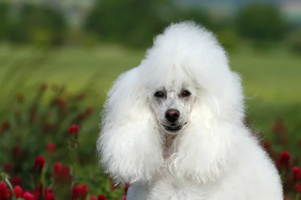 Λευκό poodle πορτρέτο — Φωτογραφία Αρχείου