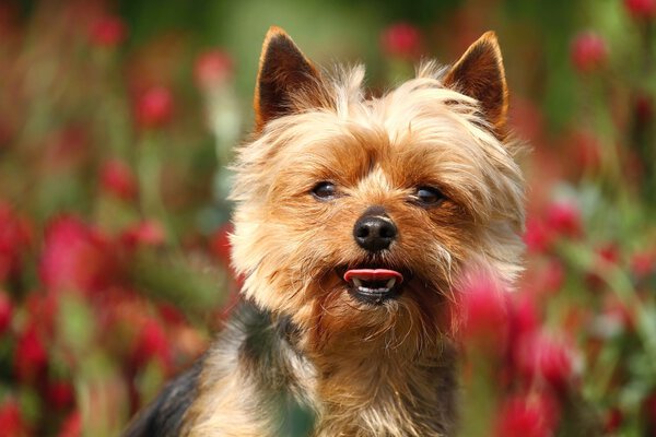 Terrier with tongue outside