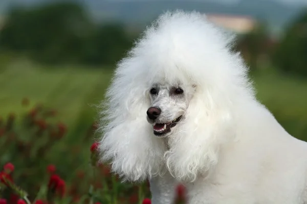 Retrato de caniche — Fotografia de Stock