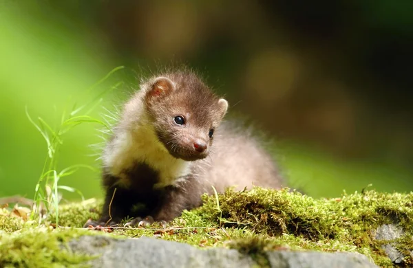 Little marten — Stock Photo, Image