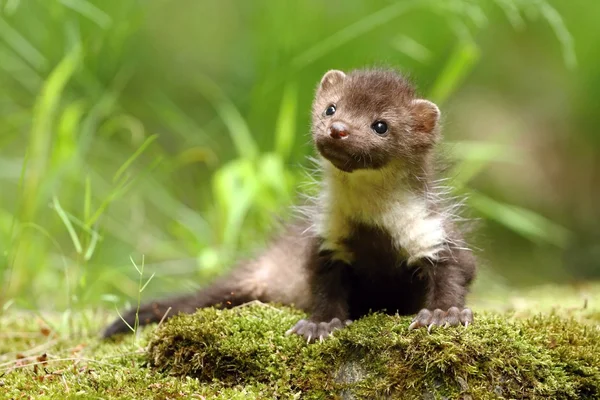 Adorable marten — Stock Photo, Image