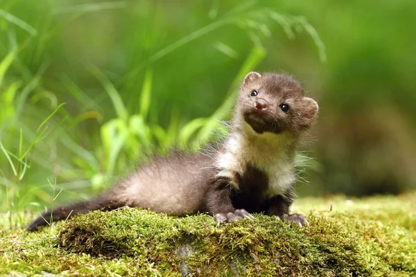 Small marten — Stock Photo, Image