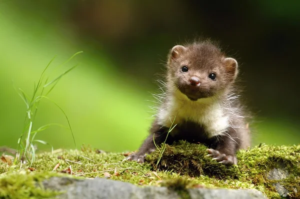 Young marten — Stock Photo, Image