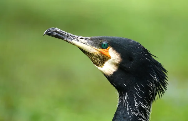 Ritratto di cormorano — Foto Stock