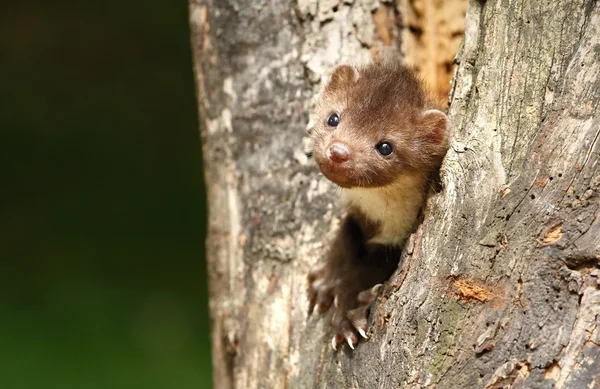 Marten in stem — Stock Photo, Image