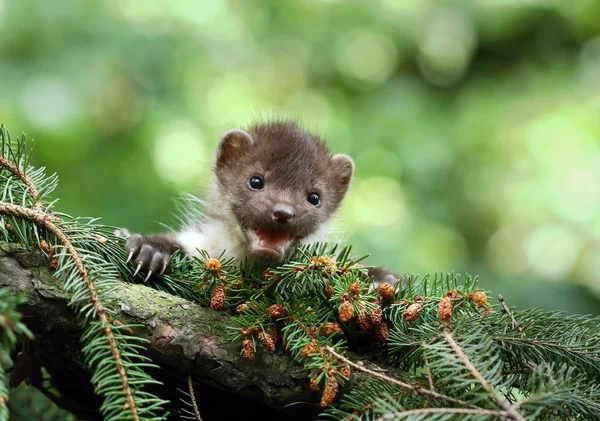 Marten op spar Stockfoto