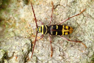 Plagionotus döküntü