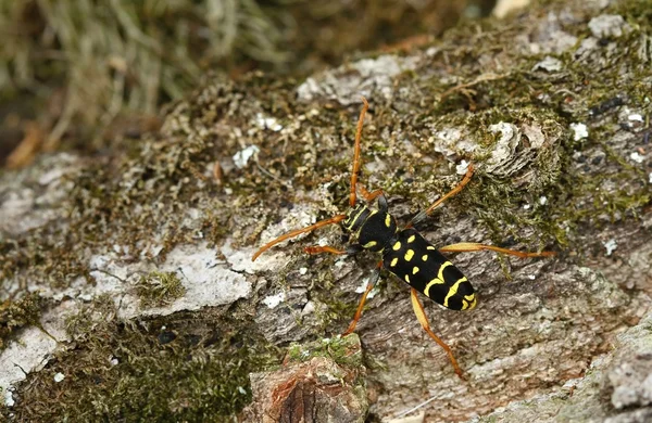 Plagionotus arcuatus — Zdjęcie stockowe