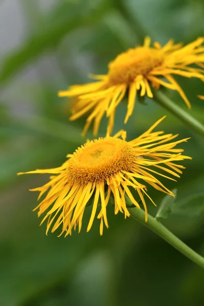 Inula helenium — Stock Photo, Image