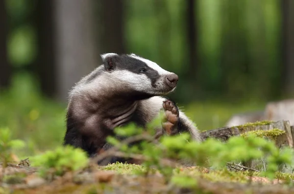 Grappige badger — Stockfoto