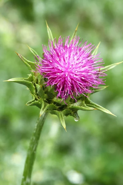 Silybum marianum — Stock Photo, Image