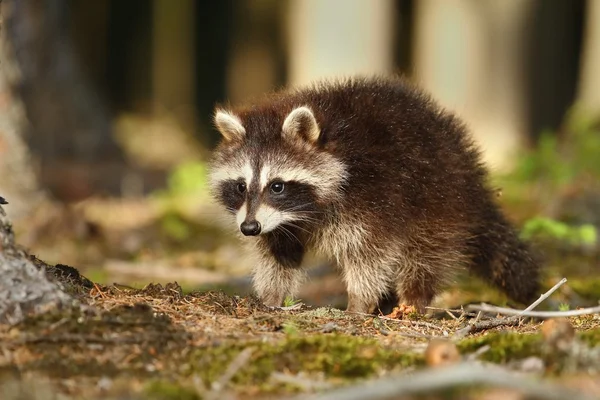 Raccoon in avondlicht — Stockfoto