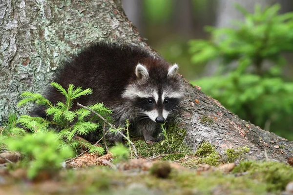 Mapache por árbol — Foto de Stock