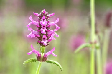 Stachys memurları.