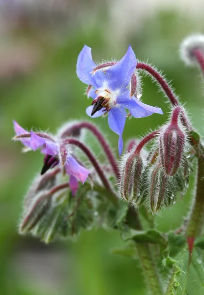 Borago officinalis — Stock Photo, Image