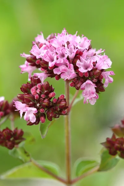 Origanum vulgare — Stock fotografie