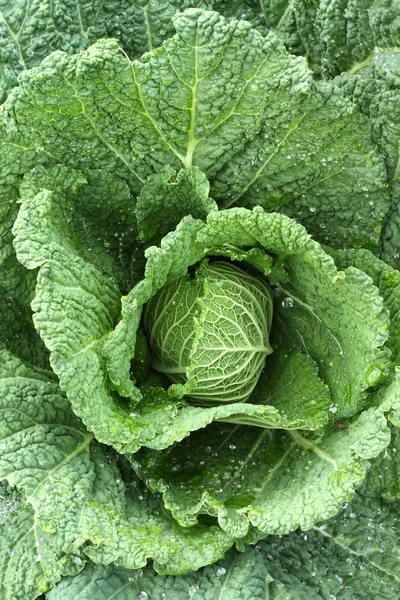 Cabbage detail — Stock Photo, Image