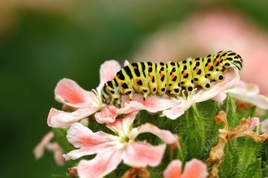 Swallowtail caterpillar clipart