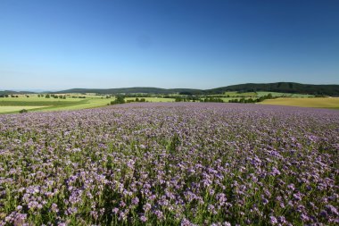 Phacelia tanacetifolia ile manzara