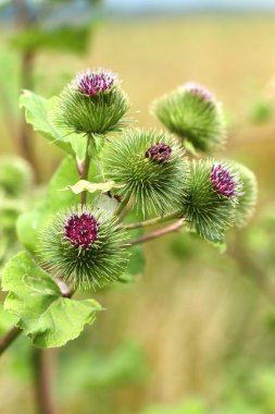 Dulavratotu Arctium fındık