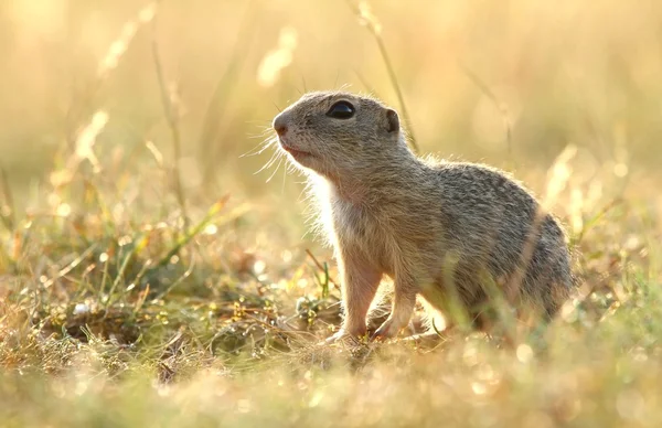 Ground squirrel — Stock Photo, Image