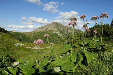 Snezka mountain in summer clipart