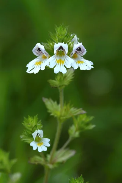 Healing flower — Stock Photo, Image