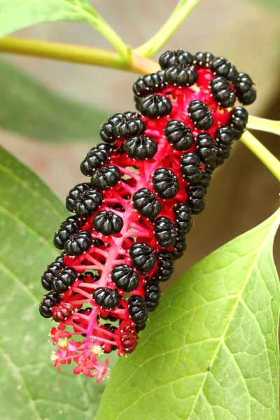 Healing berries — Stock Photo, Image