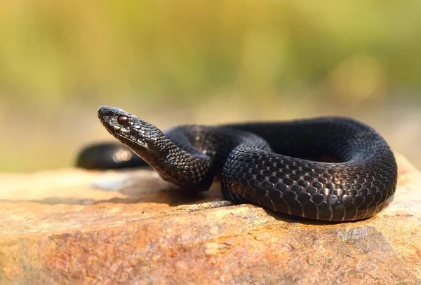 Black viper on stone — Stock Photo, Image