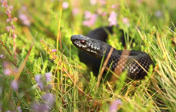 Montaña víbora negra —  Fotos de Stock