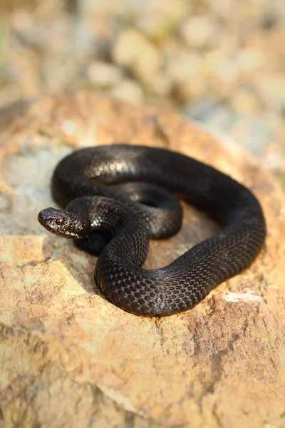 Serpiente negra —  Fotos de Stock